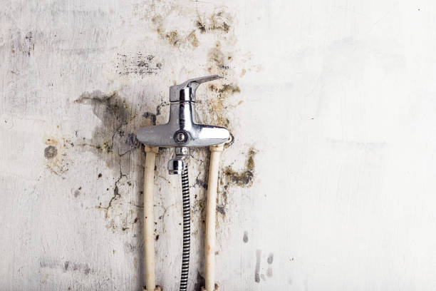 Best Mold Remediation  in Mayville, WI