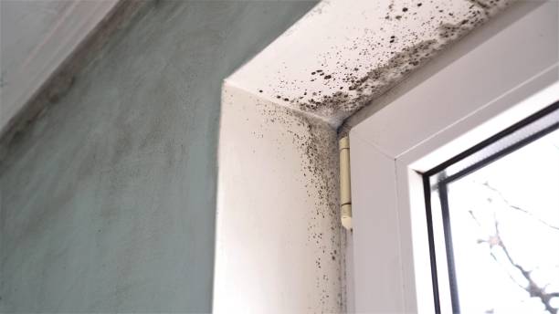 Mold Testing and Removal in Mayville, WI