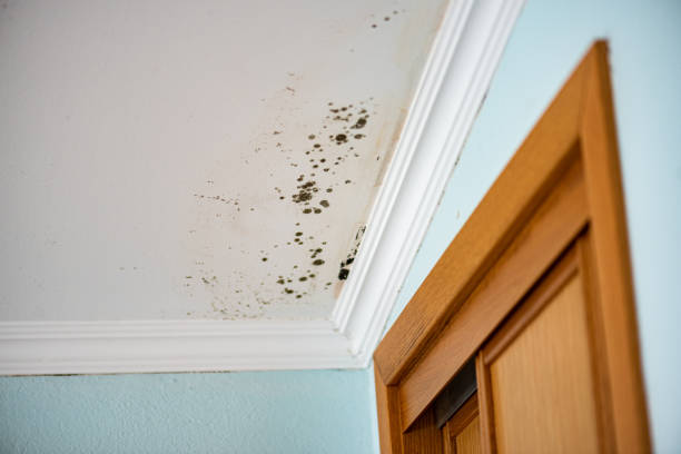Best Toxic Mold Removal  in Mayville, WI