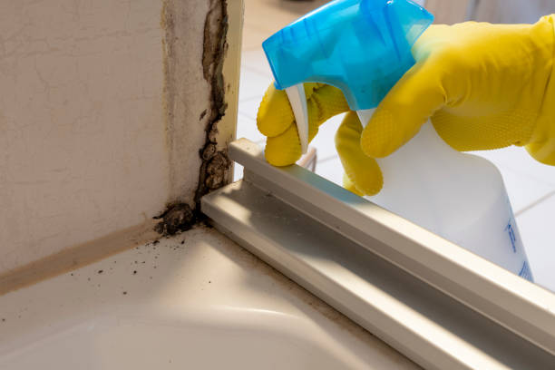 Office Mold Removal Services in Mayville, WI