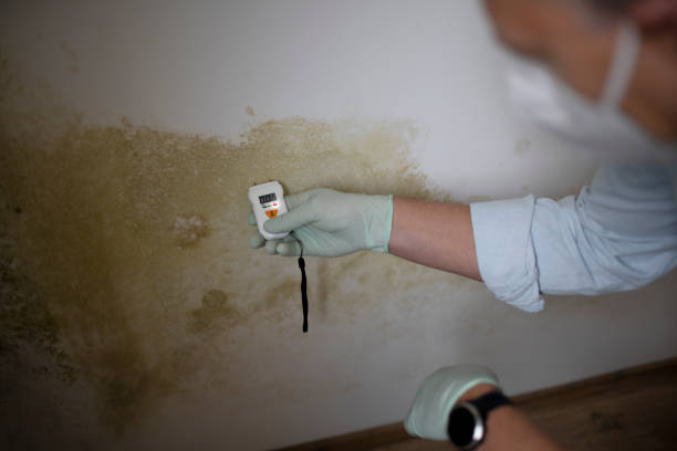 Best Commercial Mold Removal  in Mayville, WI