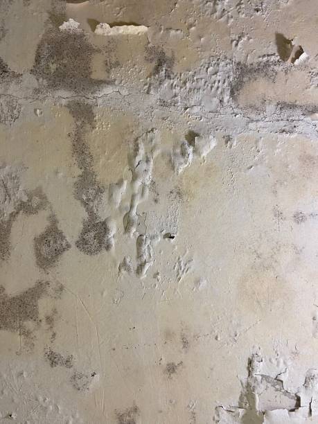 Best Mold Testing  in Mayville, WI