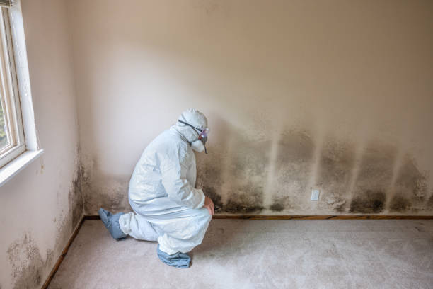 Best Mold Cleaning Services  in Mayville, WI