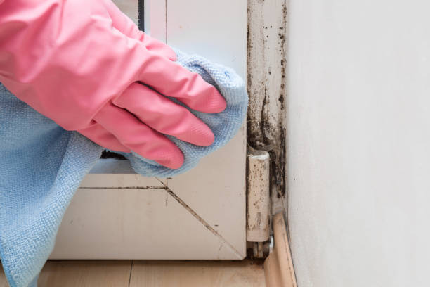 Best Black Mold Removal  in Mayville, WI