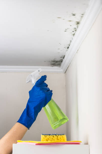 Best Home Mold Removal  in Mayville, WI